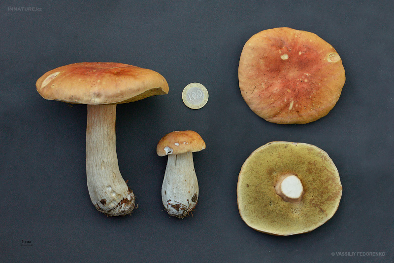 boletus_06.jpg