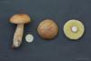 boletus_07_t1.jpg