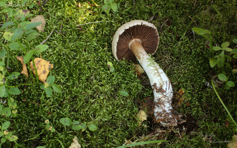 cortinarius_02.jpg