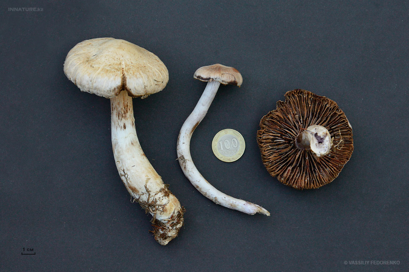 cortinarius_03.jpg
