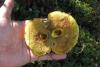 suillus-grevillei-02_t1.jpg