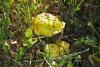 suillus-grevillei-03_t1.jpg