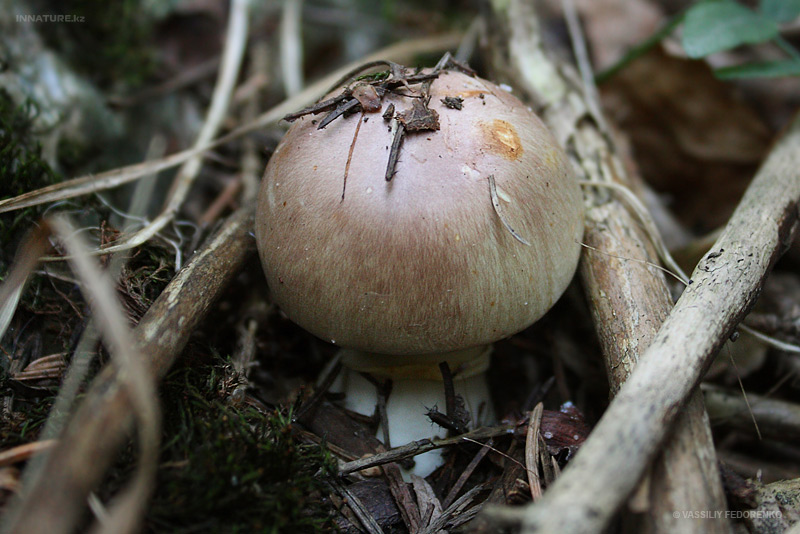 agaricus_01_1.jpg