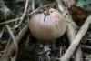 agaricus_01_t1_1.jpg