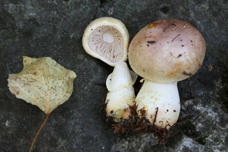 agaricus_02.jpg