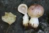 agaricus_02_t1.jpg