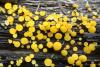 bisporella-citrina_02_t1.jpg