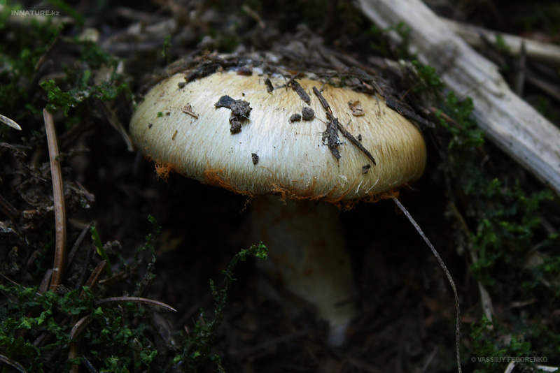 cortinarius_01.jpg