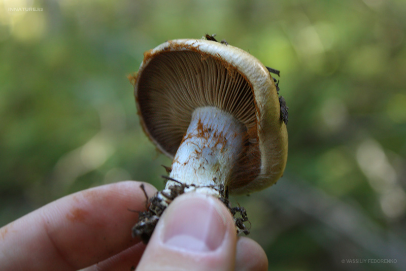 cortinarius_02.jpg
