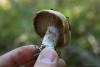 cortinarius_02_t1.jpg