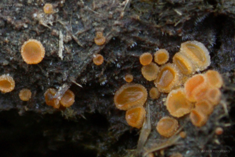 fungi_100_1.jpg