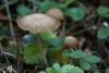 fungi_102_1_t1.jpg