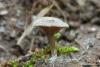 fungi_103_1_t1.jpg