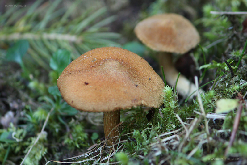 fungi_106_1.jpg