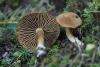 fungi_106_2_t1.jpg