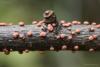 fungi_107_1_t1.jpg