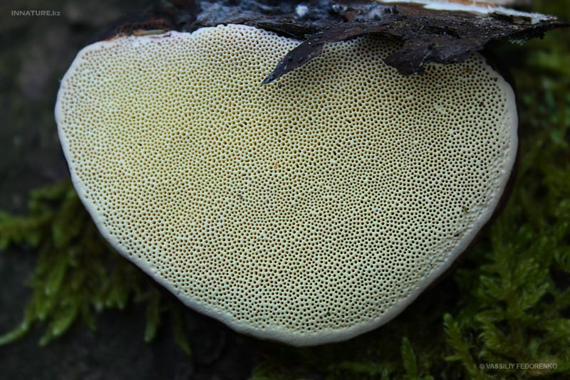 fungi_108_3.jpg