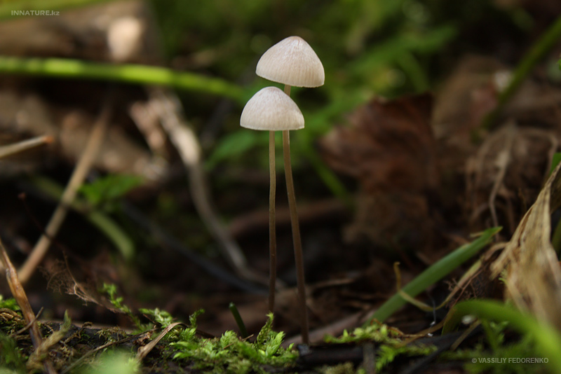 fungi_109_1.jpg