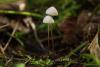 fungi_109_1_t1.jpg