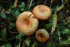 lactarius-deliciosus_01_t1.jpg