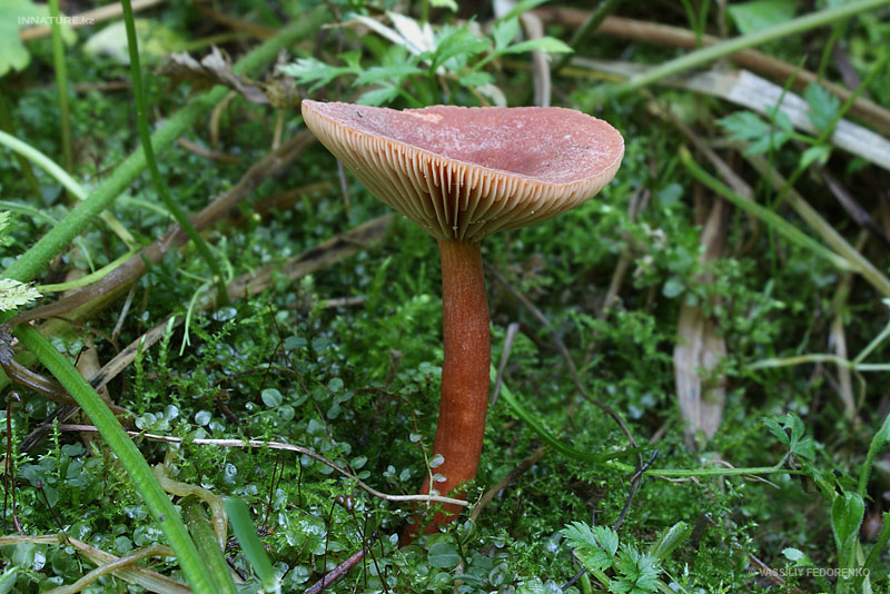 lactarius_01.jpg
