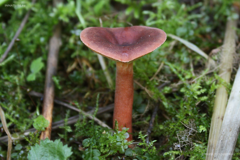 lactarius_02.jpg