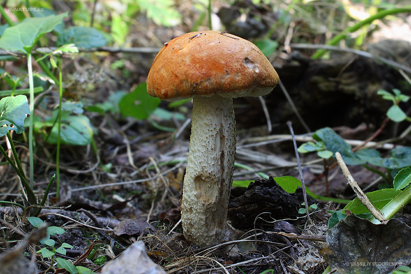 leccinum-aurantiacum_01.jpg