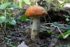 leccinum-aurantiacum_01_t1.jpg