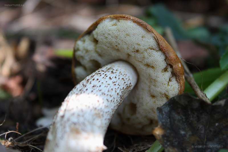 leccinum-aurantiacum_02.jpg