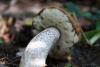 leccinum-aurantiacum_02_t1.jpg