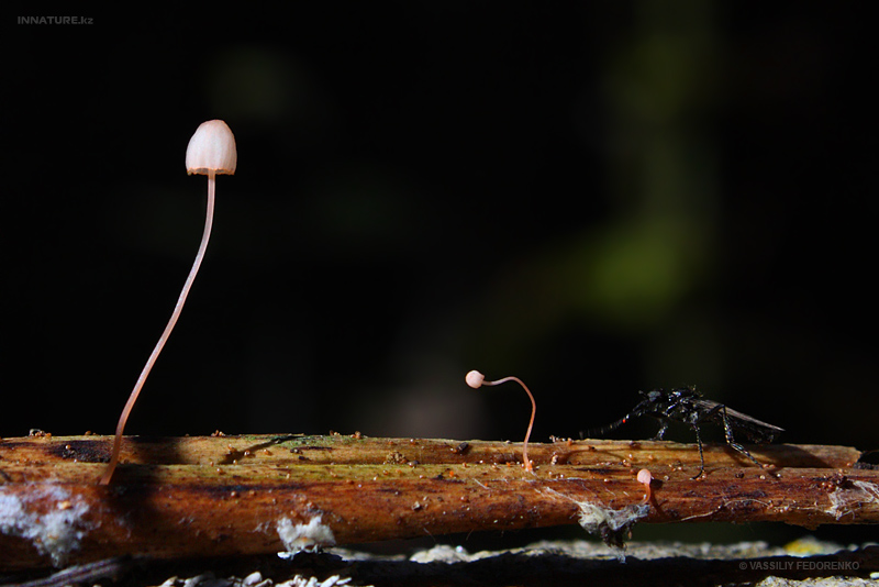 mycena-pterigena_01.jpg