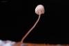 mycena-pterigena_02_t1.jpg