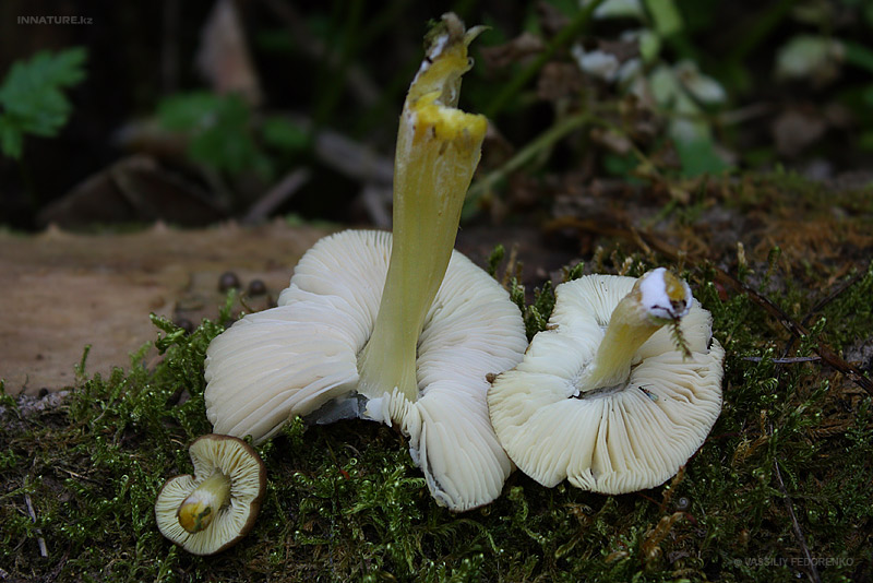 pluteus_02.jpg
