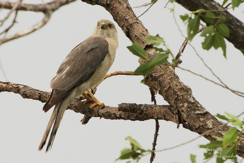 accipiter-badius_01.jpg