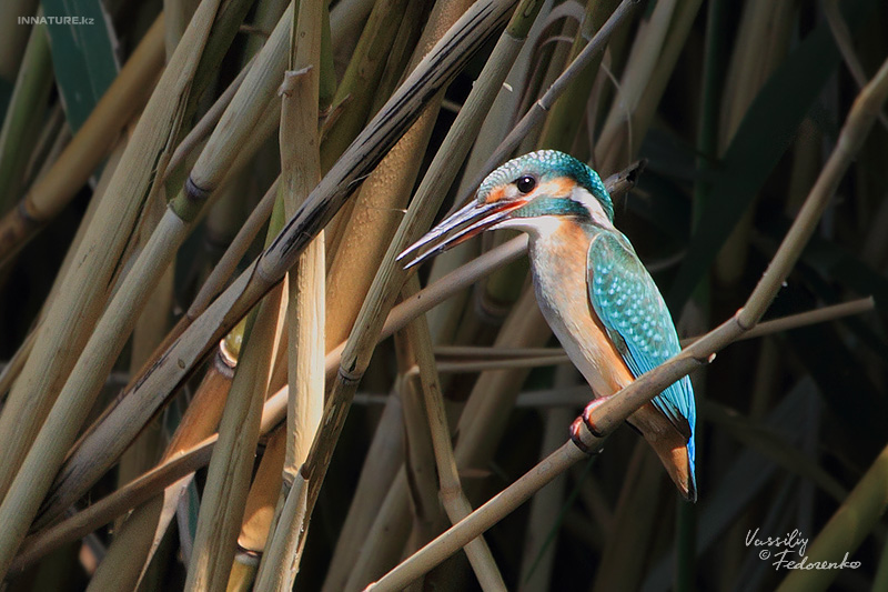alcedo-atthis_01_1.jpg