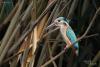 alcedo-atthis_01_t1_1.jpg