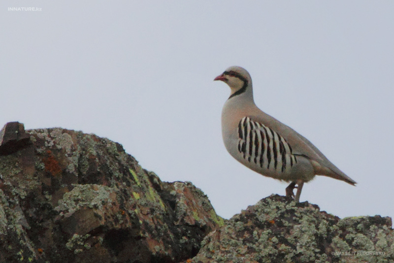 alectoris-chukar_01.jpg