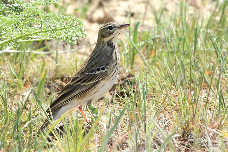 anthus-trivialis_01.jpg
