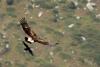 aquila-chrysaetos_02_t1.jpg