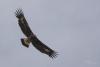 aquila-chrysaetos_03_t1.jpg