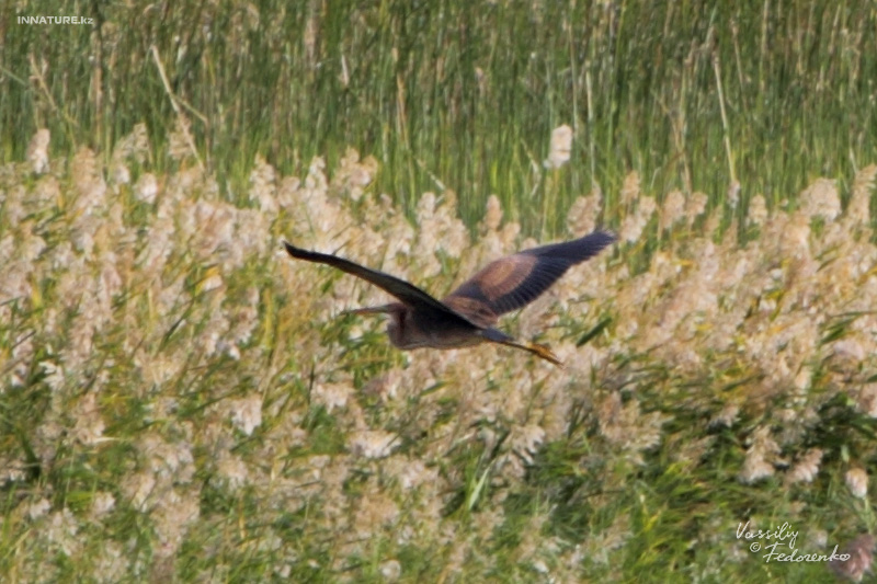 ardea-purpurea_02.jpg