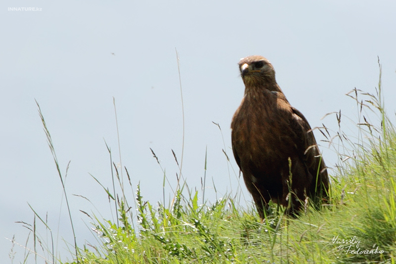 buteo-buteo_01.jpg