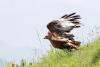 buteo-buteo_02_t1.jpg