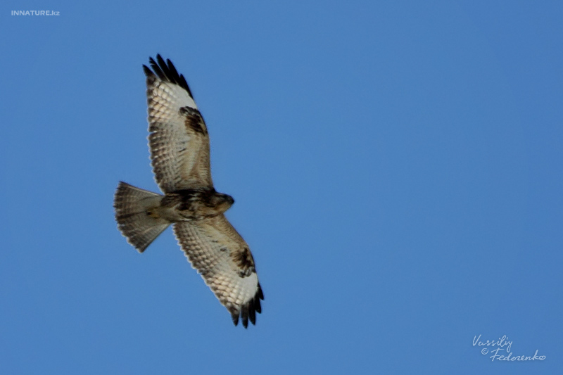 buteo-hemilasius_01_1.jpg