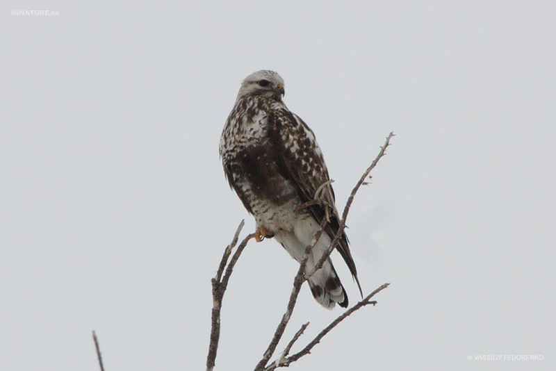 buteo-lagopus_01_1.jpg