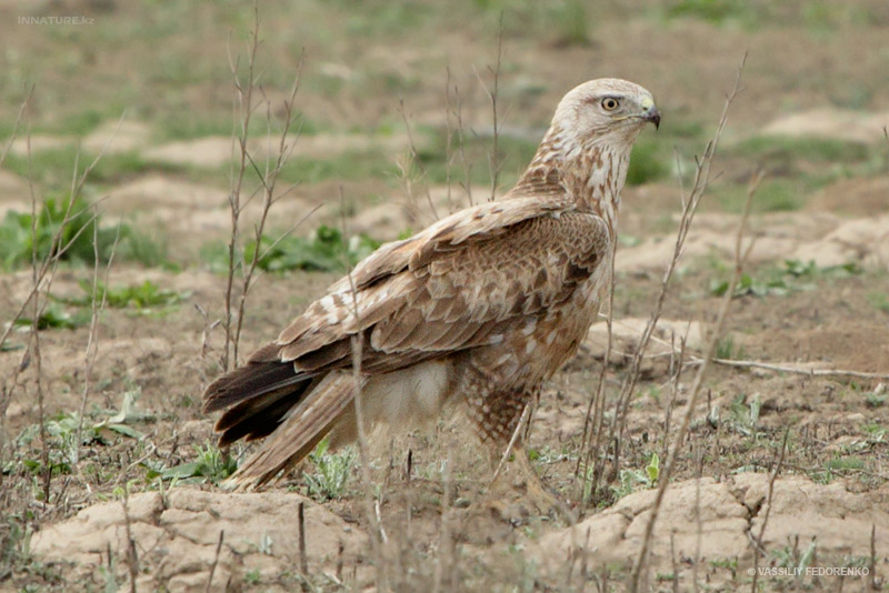 buteo-rufinus_02.jpg