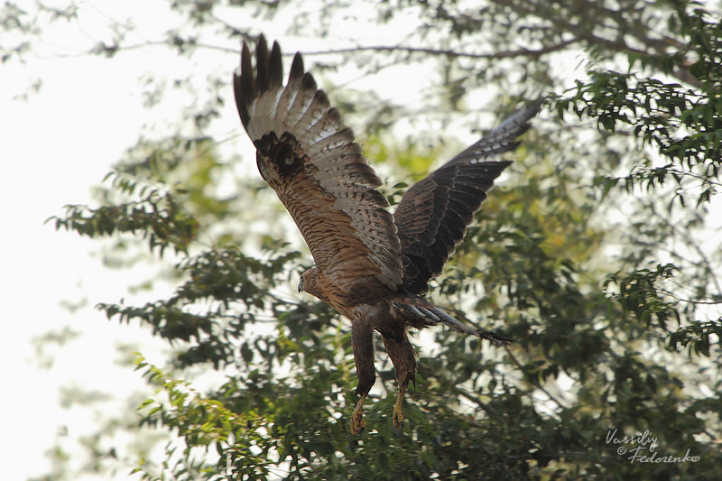 buteo_04.jpg