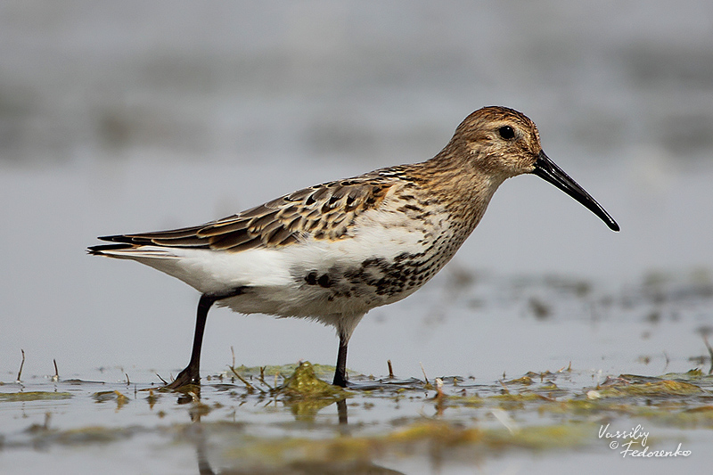 calidris-alpina_01.jpg