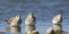 calidris-alpina_01_t1_1.jpg