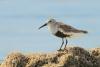 calidris-alpina_01_t1_2.jpg